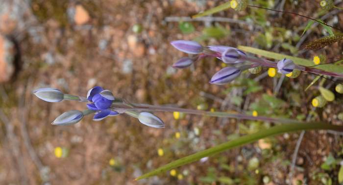 Cyanicula - blue sun orchid.JPG